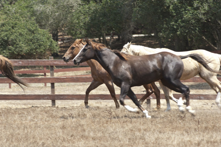 Happy horses at Ranch Forgotten