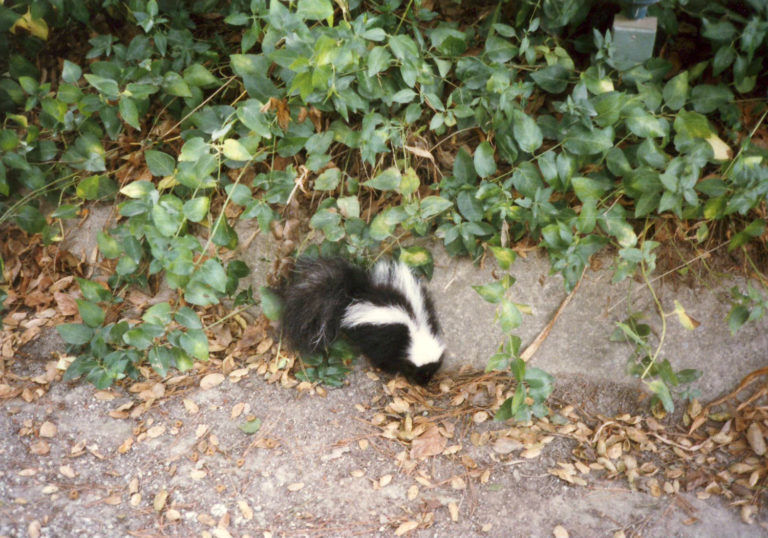 Be careful of the ranch skunk