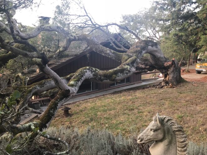 Author Ed Mitchell's house, removing tree off house, California tree removal, little damage