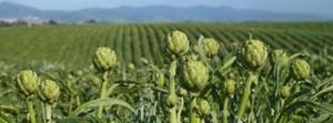 artichoke field, victim's body, soft borders, illegal aliens,