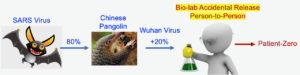 Chain of coronavirus development